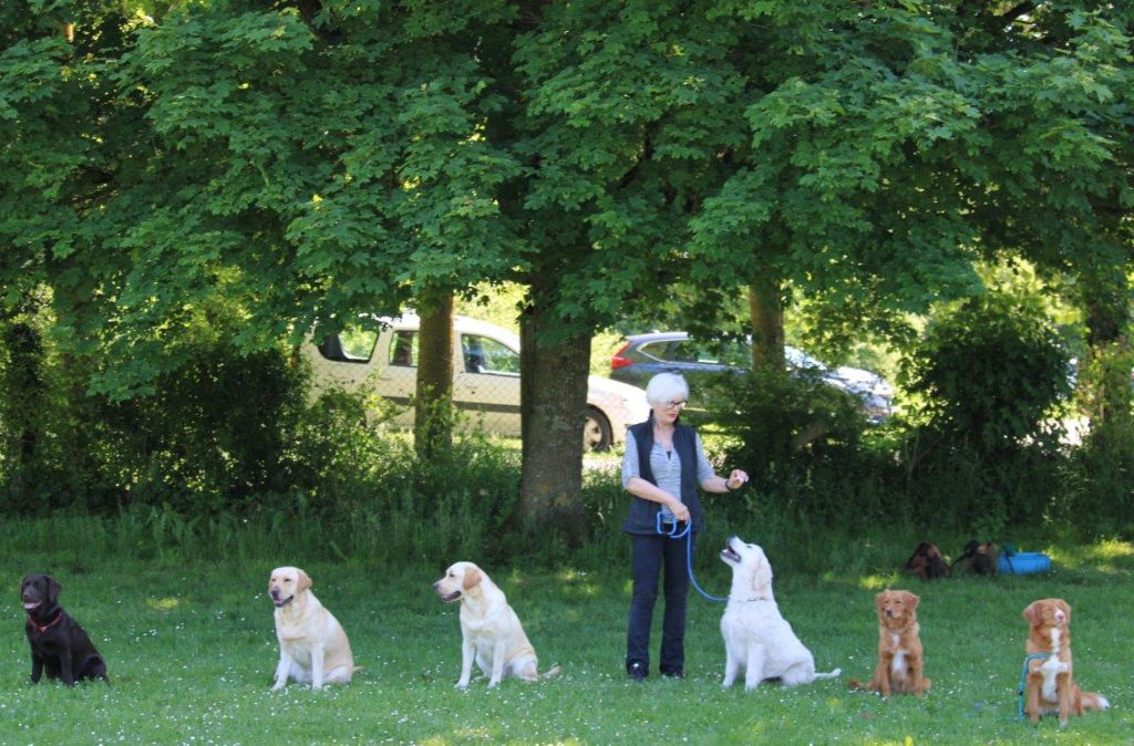  Journée familiale des Retrievers - Habsheim 2025
