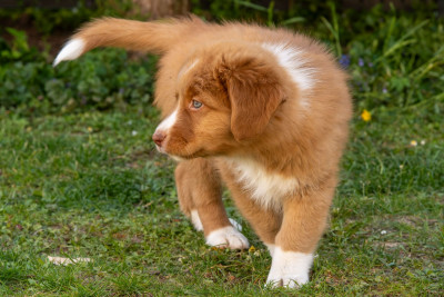 Baïko des Couleurs d'Eevee